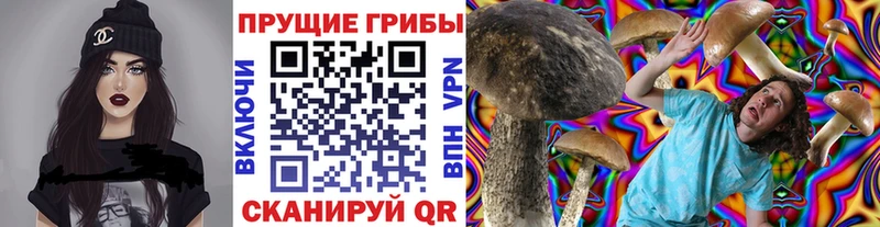 купить наркоту  Володарск  Псилоцибиновые грибы Cubensis 